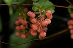 Dcim4856/DSC_1958