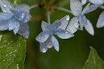 Dcim4856/DSC_1971