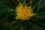 Dcim4857/DSC_2115