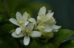 Dcim4858/DSC_2159