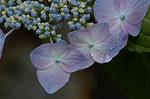 Dcim4858/DSC_2174