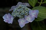 Dcim4858/DSC_2175