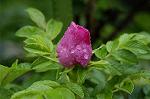 Dcim4858/DSC_2207
