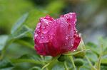 Dcim4858/DSC_2209