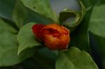 Dcim4858/DSC_2212
