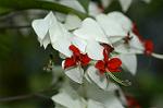 Dcim4858/DSC_2227