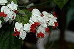 Dcim4858/DSC_2232