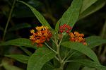 Dcim4858/DSC_2253