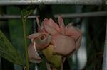 Dcim4858/DSC_2255