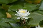 Dcim4865/DSC_0099