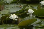 Dcim4866/DSC_0151