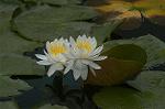 Dcim4866/DSC_0162