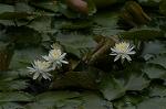 Dcim4866/DSC_0183