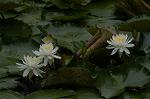 Dcim4866/DSC_0185