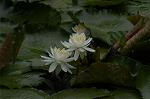 Dcim4866/DSC_0188