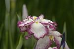 Dcim4866/DSC_0246