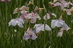 Dcim4867/DSC_0254
