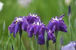 Dcim4867/DSC_0266