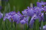 Dcim4867/DSC_0268