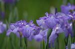 Dcim4867/DSC_0269