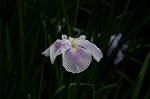 Dcim4867/DSC_0301