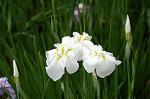 Dcim4867/DSC_0337