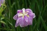 Dcim4867/DSC_0341