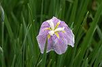 Dcim4867/DSC_0342