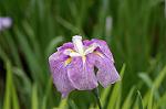 Dcim4867/DSC_0343