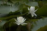 Dcim4868/DSC_0395