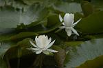 Dcim4868/DSC_0397
