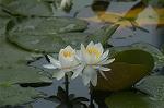 Dcim4868/DSC_0401