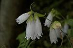 Dcim4868/DSC_0432