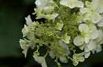 Dcim4868/DSC_0464