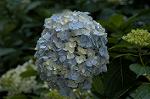 Dcim4868/DSC_0469