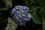Dcim4868/DSC_0479