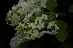 Dcim4868/DSC_0483