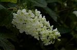 Dcim4868/DSC_0485