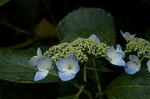 Dcim4868/DSC_0488