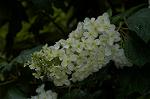 Dcim4868/DSC_0490