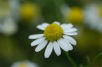 Dcim4907/DSC_0961