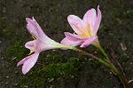 Dcim4907/DSC_0981