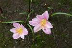 Dcim4907/DSC_0982