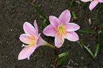Dcim4907/DSC_0985