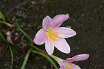 Dcim4907/DSC_0986