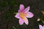 Dcim4907/DSC_0993