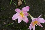 Dcim4907/DSC_0997