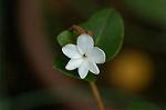 Dcim4908/DSC_1066