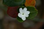 Dcim4908/DSC_1067