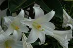 Dcim4929/DSC_4065